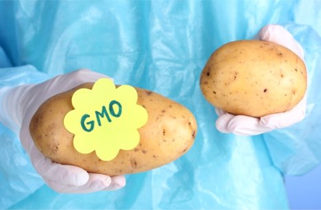 GMO Foods